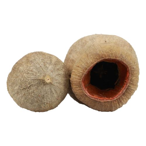 Floristik24 Bellgum klokke frugt kapsel frugt naturlig dekoration brun 500g