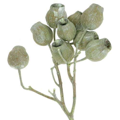 Floristik24 Bellgum gren 5cm - 7cm grøn frostet 20 stk