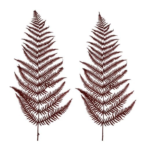 Bregne dekorative bjergbregne tørrede blade vinrøde 50cm 20stk