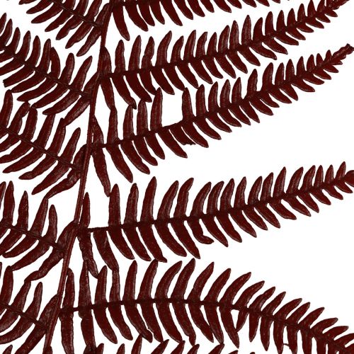 Artikel Bregne dekorative bjergbregne tørrede blade vinrøde 50cm 20stk