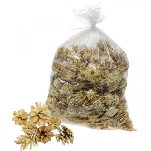 Floristik24 Bjerg fyrrekogler små creme 1kg