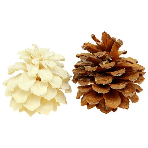 Floristik24 Bjerg fyrrekogler små bleget 3,5-5cm 1kg