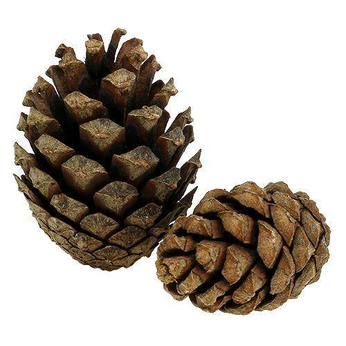 Floristik24 Bjergkogler 15 kg