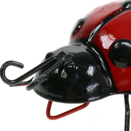 Floristik24 Ladybird 10cm