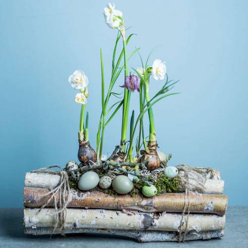 Floristik24 Birkegrene bundtede naturlige 40cm