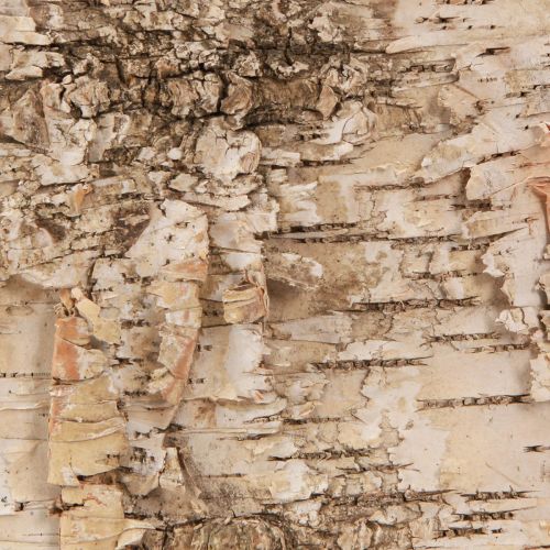 Floristik24 Birkebark dekorative barkstrimler naturhvid 48×15cm 6 stk
