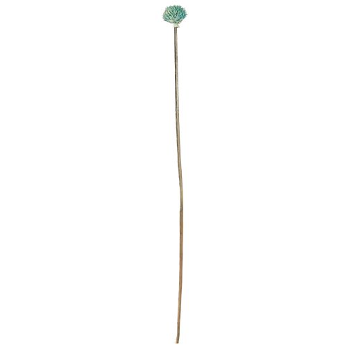 Artikel Sort Daisy Dyed Tørrede Blomster Blå H38-40cm 20 stk