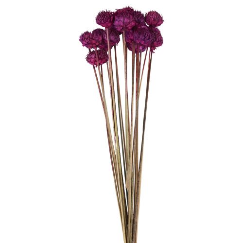 Wild Daisy tørrede blomster dekoration violet H36cm 20stk