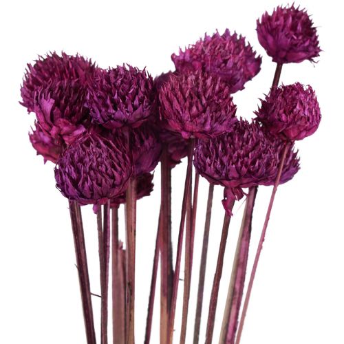 Floristik24 Wild Daisy tørrede blomster dekoration violet H36cm 20 stk
