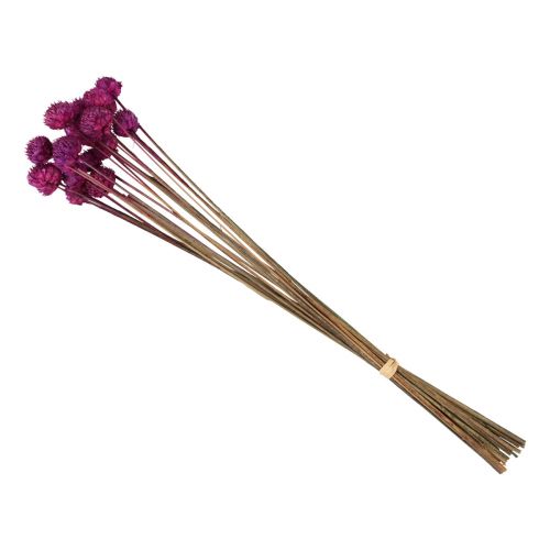 Floristik24 Wild Daisy tørrede blomster dekoration violet H36cm 20 stk