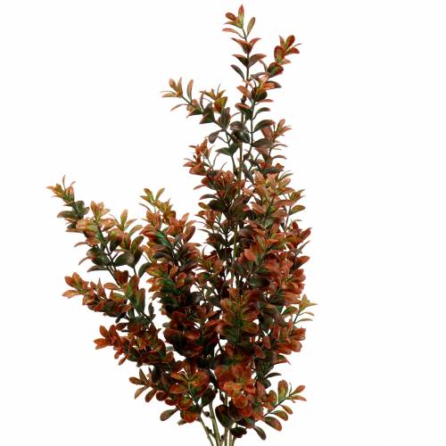 Floristik24 Boxwood gren efterår 50cm