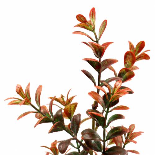 Floristik24 Boxwood gren efterår 50cm