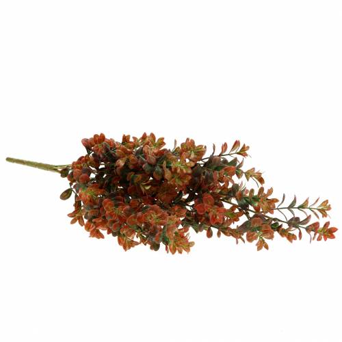 Floristik24 Boxwood gren efterår 50cm
