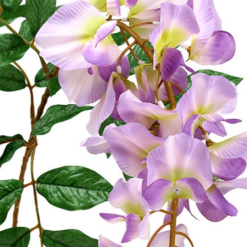 Floristik24 Wisteria wisteria L104cm