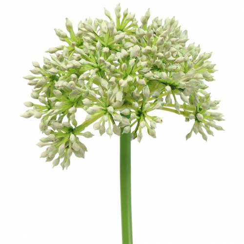 Floristik24 Allium kunstig hvid 55cm