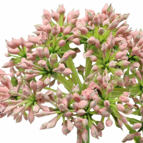 Artikel Allium kunstrosa 55cm