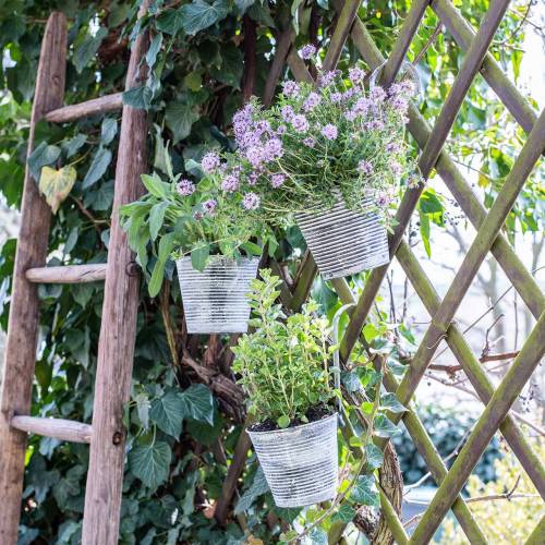 Floristik24 Urtepotte til ophængning af metal antik creme Ø13cm H11,5cm