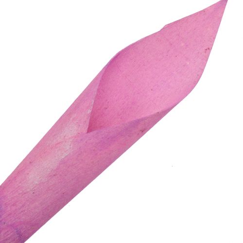 Artikel Blomstertragt cigar calla pink 18cm - 19cm 12stk