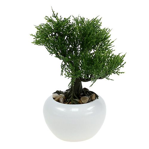 Floristik24 Bonsai-træ i en gryde H20cm