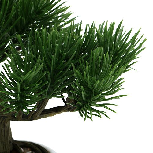 Floristik24 Bonsai-træ i en gryde 19 cm 1 stk