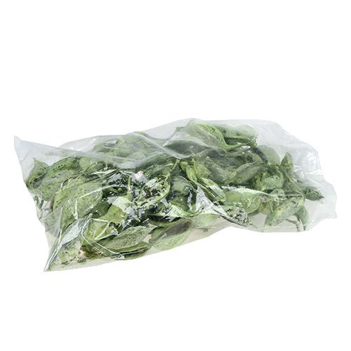 Artikel Brachyciton Grøn frostet 500g