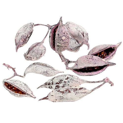 Brachyciton brombær frostet 500g