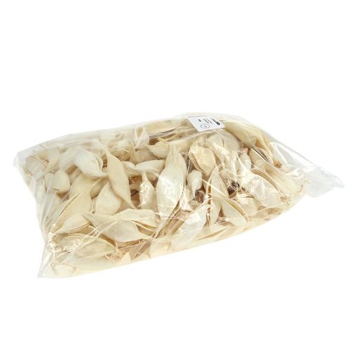 Artikel Brachyciton bleget 500g