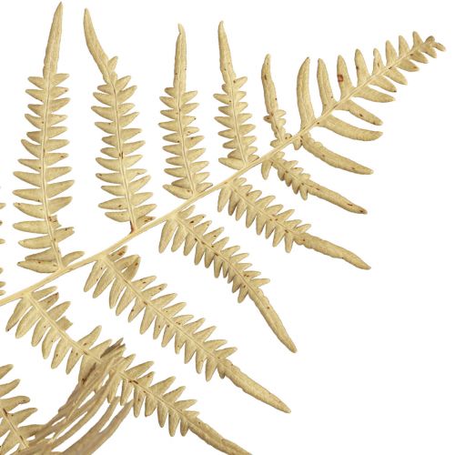 Artikel Tørrede blomster dekorative bregnetørrede bregneblade 70cm 10 stk