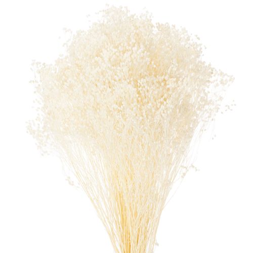 Floristik24 Broom Bloom blegede tørrede blomster hvide lang holdbarhed 100g