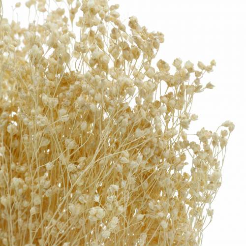 Floristik24 Tørrede blomster Broom Bloom Bleget 140g
