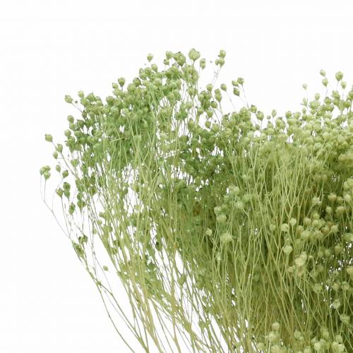 Floristik24 Tørrede blomster Broom Bloom Lysegrøn 150g