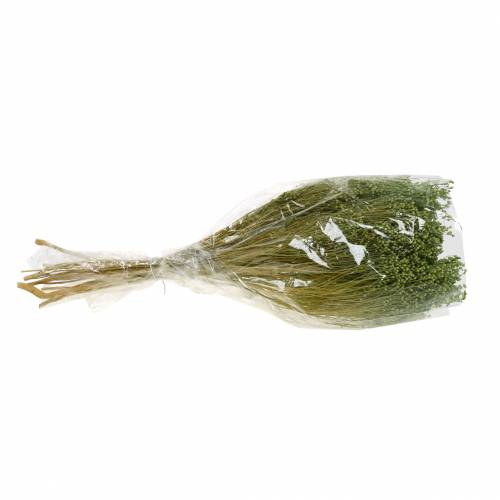 Floristik24 Tørrede blomster Broom Bloom Lysegrøn 150g