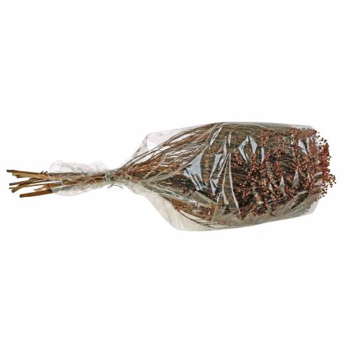 Floristik24 Tørrede blomster Broom Bloom Brown 170g