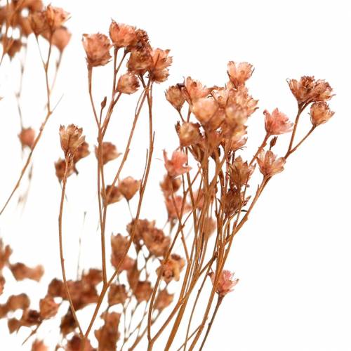Floristik24 Tørrede blomster Broom Bloom Brown 170g