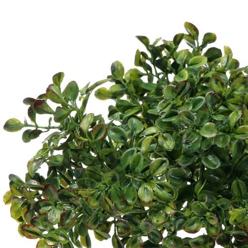 Floristik24 Boxwood gren grøn 27cm
