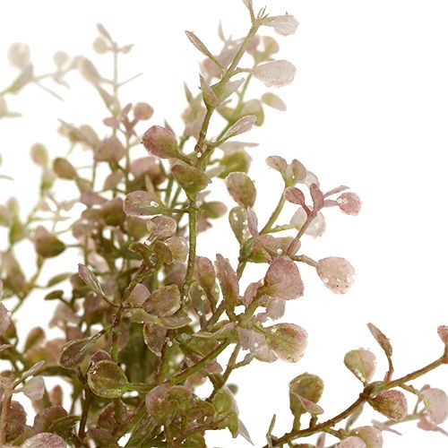 Floristik24 Boxwood gren pink, pink med glimmer 32cm