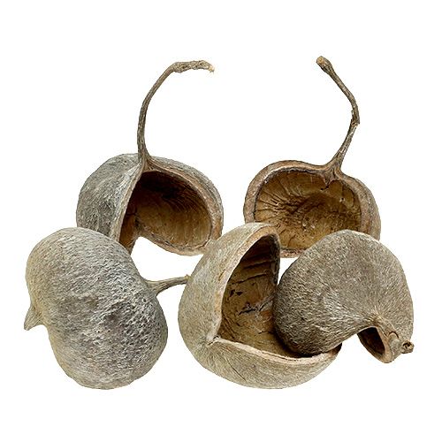Artikel Buddha nødder 8-10cm hvidvaskede 10 stk