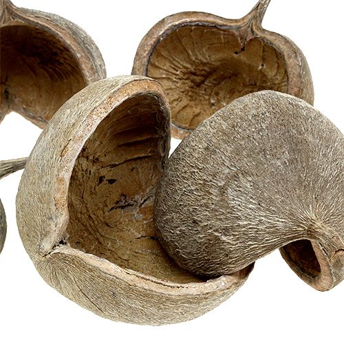 Artikel Buddha nødder 8-10cm hvidvaskede 10 stk