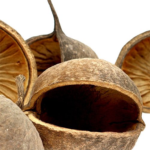Floristik24 Buddha Nut Natural 15 stk
