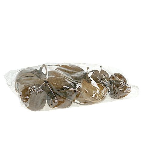 Floristik24 Buddha Nut Natural 15 stk