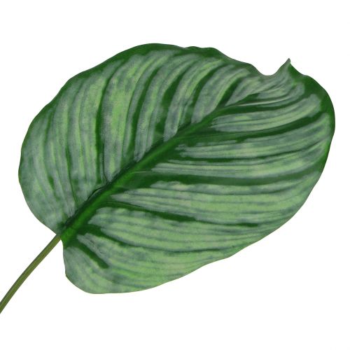 Dekorativt ark, Calathea ark 6stk