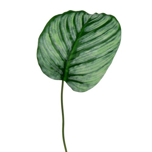 Floristik24 Dekorativt ark, Calathea ark 6stk