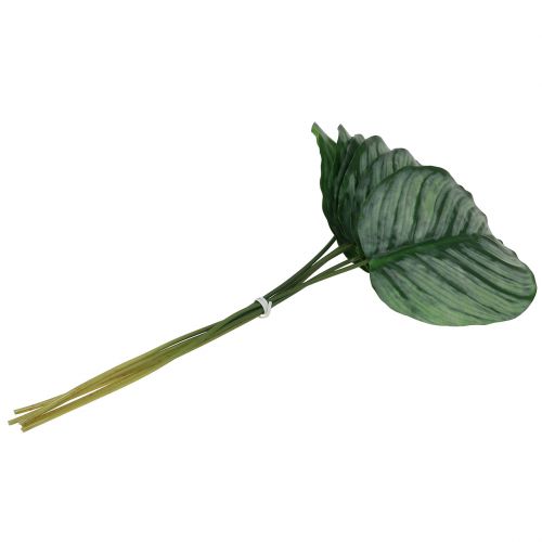 Floristik24 Dekorativt ark, Calathea ark 6stk