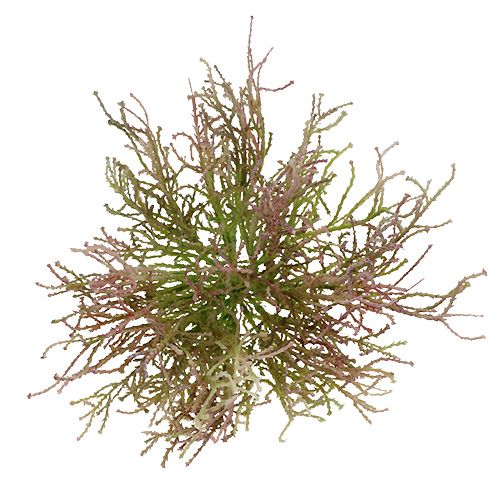 Floristik24 Calocephalus Pink/Grøn 21,5cm