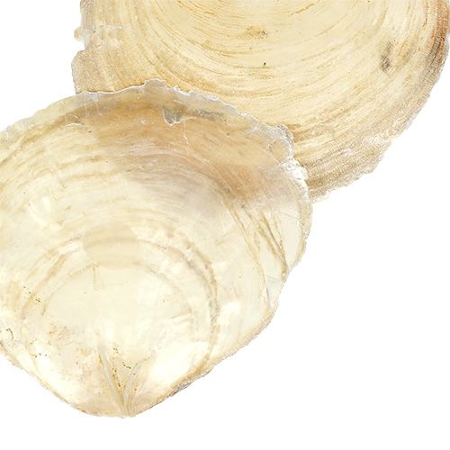 Floristik24 Capiz musling 500g