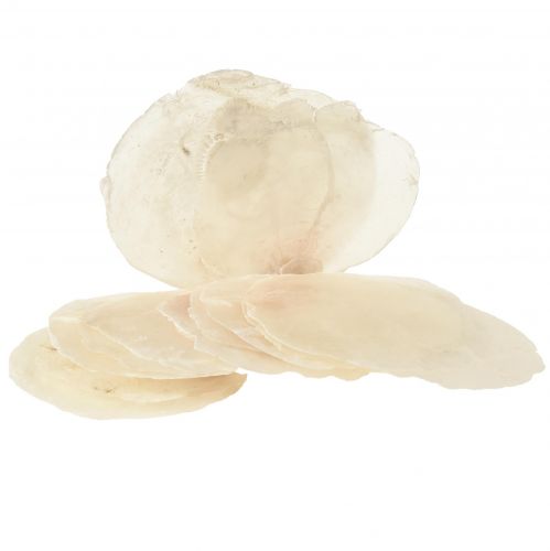 Floristik24 Capiz-skaller Capiz-skiver perlemor-skiver naturlig 7,5-9,5 cm 300g