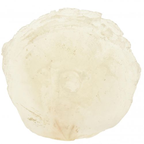 Artikel Capiz-skaller Capiz-skiver perlemor-skiver naturlig 7,5-9,5 cm 300g