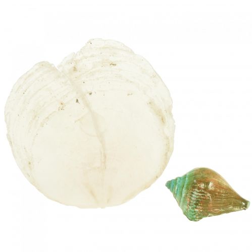 Floristik24 Capiz perlemorskal perlemorskiver havsnegleskal grøn 3,5–9,5cm 750g