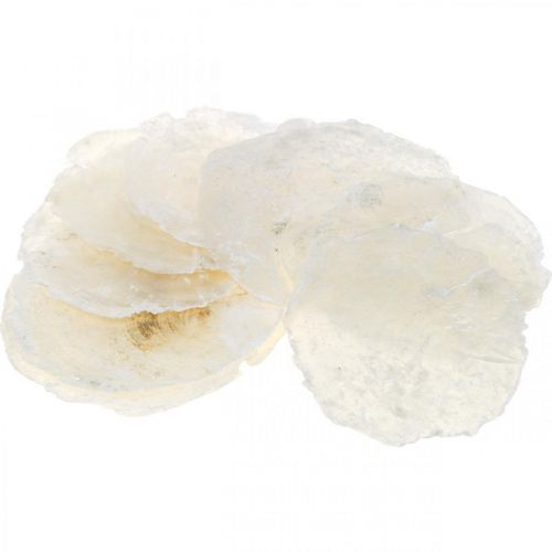 Floristik24 Maritime, Capiz-skaller 5-10 cm, perlemor, naturartikler 1 kg