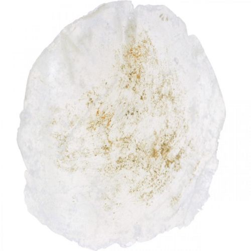 Floristik24 Maritime, Capiz-skaller 5-10 cm, perlemor, naturartikler 1 kg